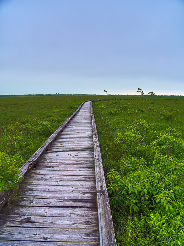 Wooden Causeway Convergence