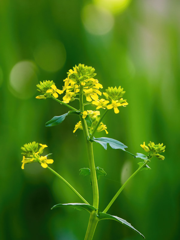 Yellow Colza Blossom in the Shade