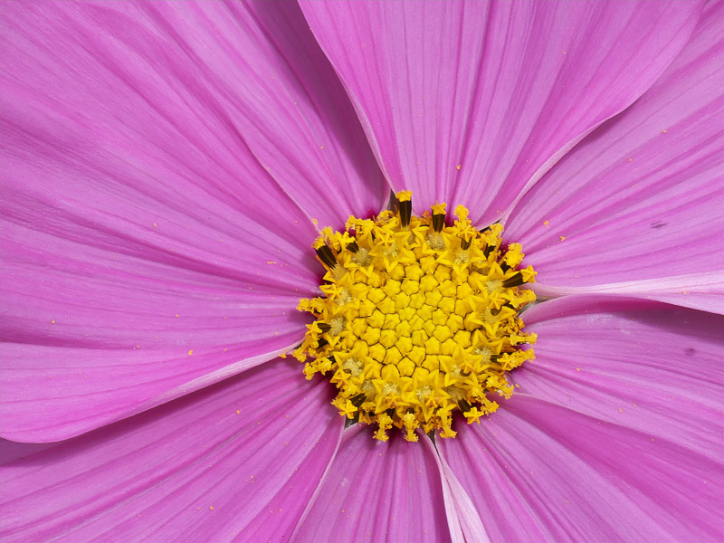 Yellow Core of Pink Cosmos