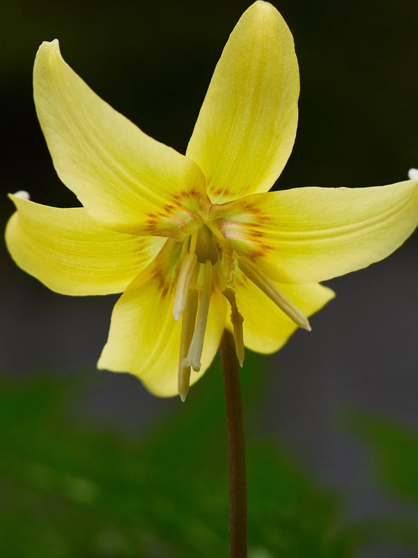 Yellow Fawn Lily in Dark Background