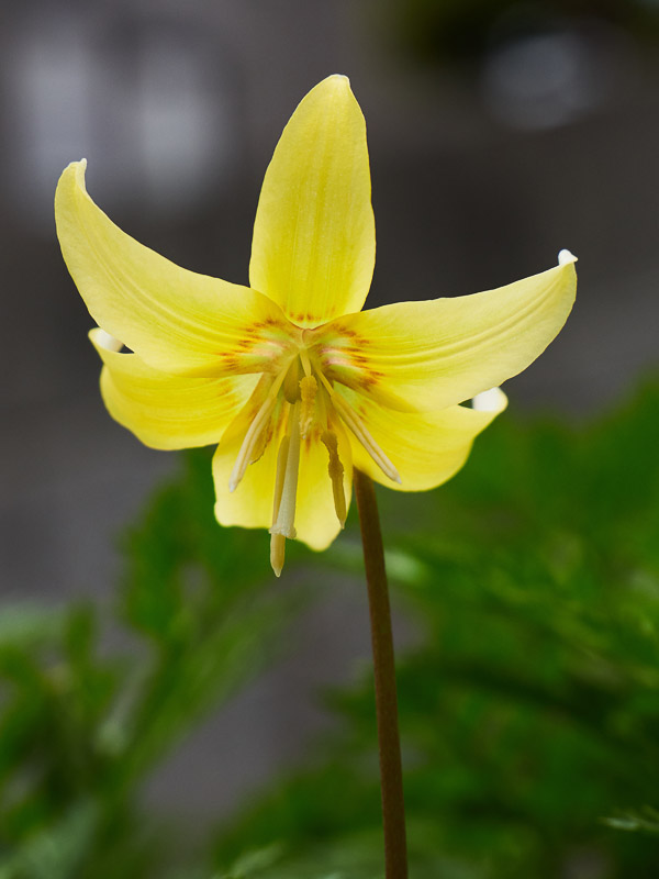 Yellow Gorgeous Fawn Lily