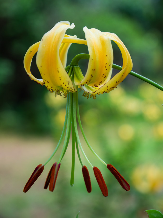 Yellow Handball Lily