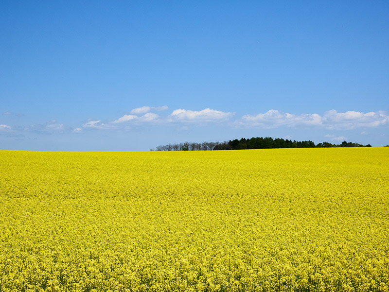 Yellow Hill Field