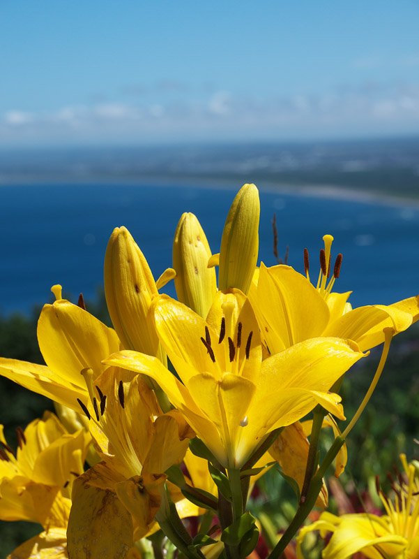 Yellow Lilies with Bay Background