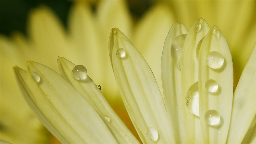 Yellow Petals and Waterdrops